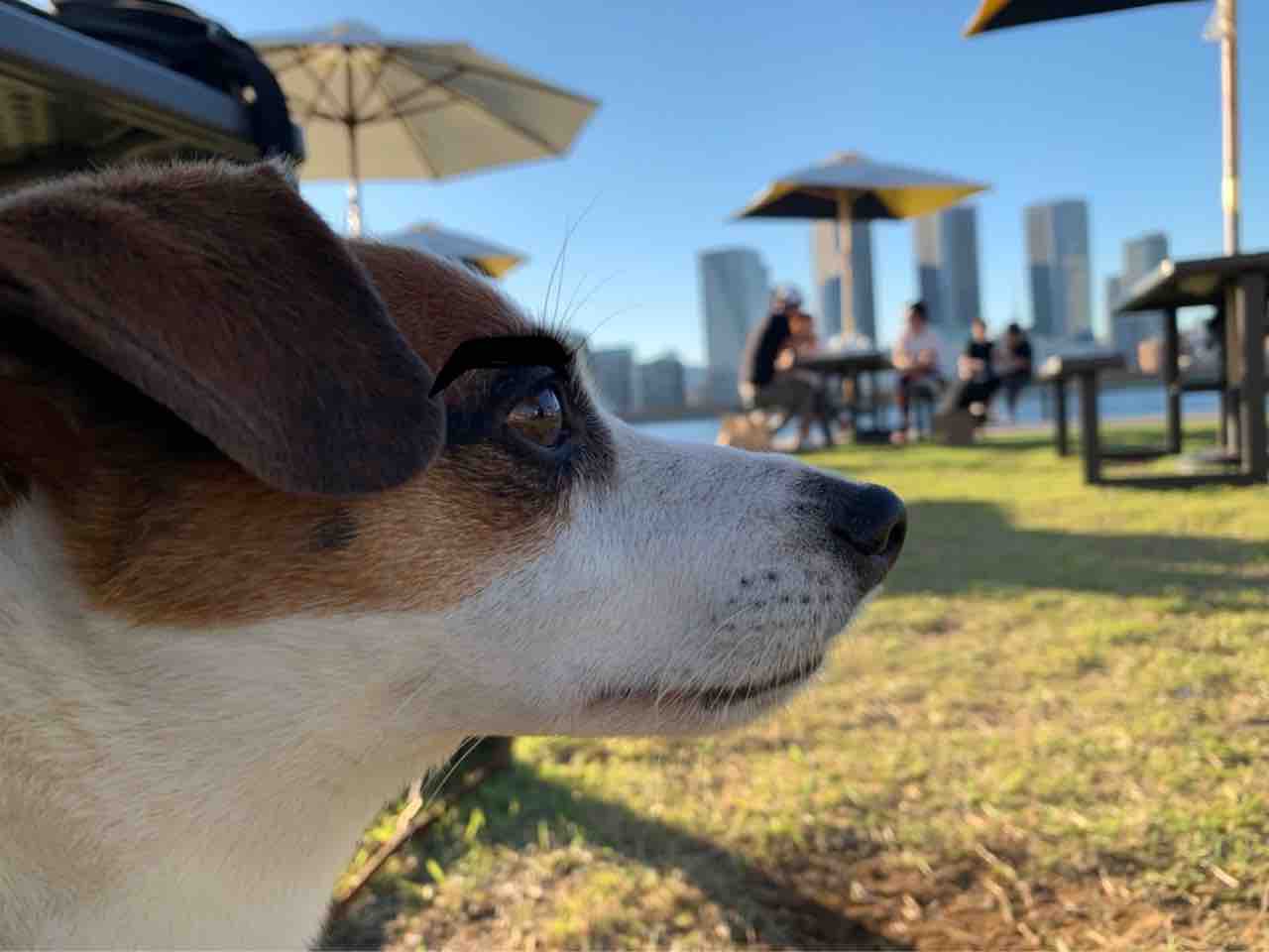 うちの犬がたまにイケメンな件シリーズ アボちゃんのアボカドブログ