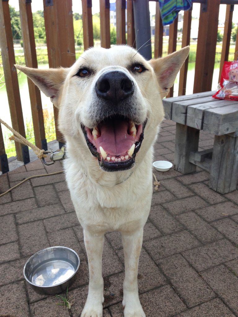 吾輩は犬である 名前はまだ無い アボちゃんのアボカドブログ 吾輩は犬である 名前はまだ無い アボちゃんのアボカドブログ