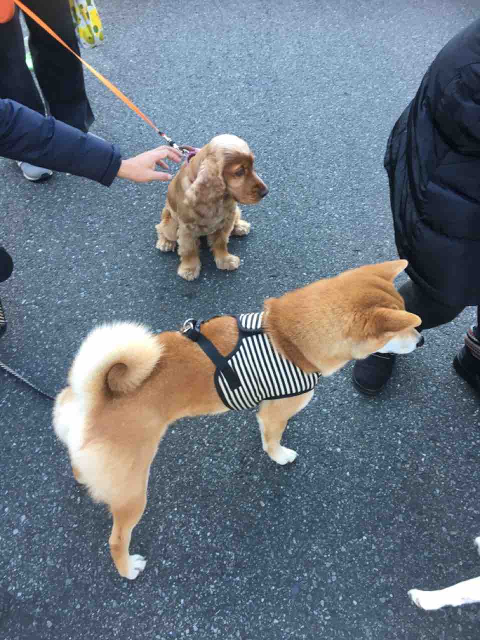 エルモちゃんはビロードの輝き アボちゃんのアボカドブログ