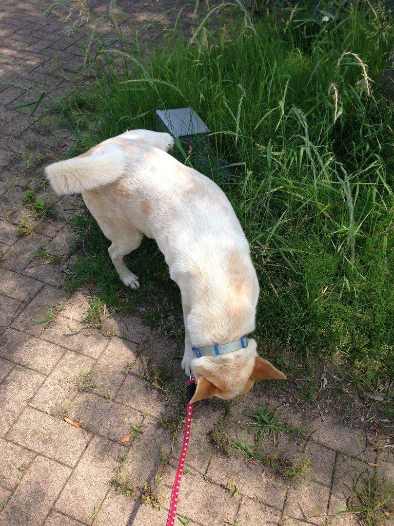 吾輩は犬である 名前はまだ無い アボちゃんのアボカドブログ
