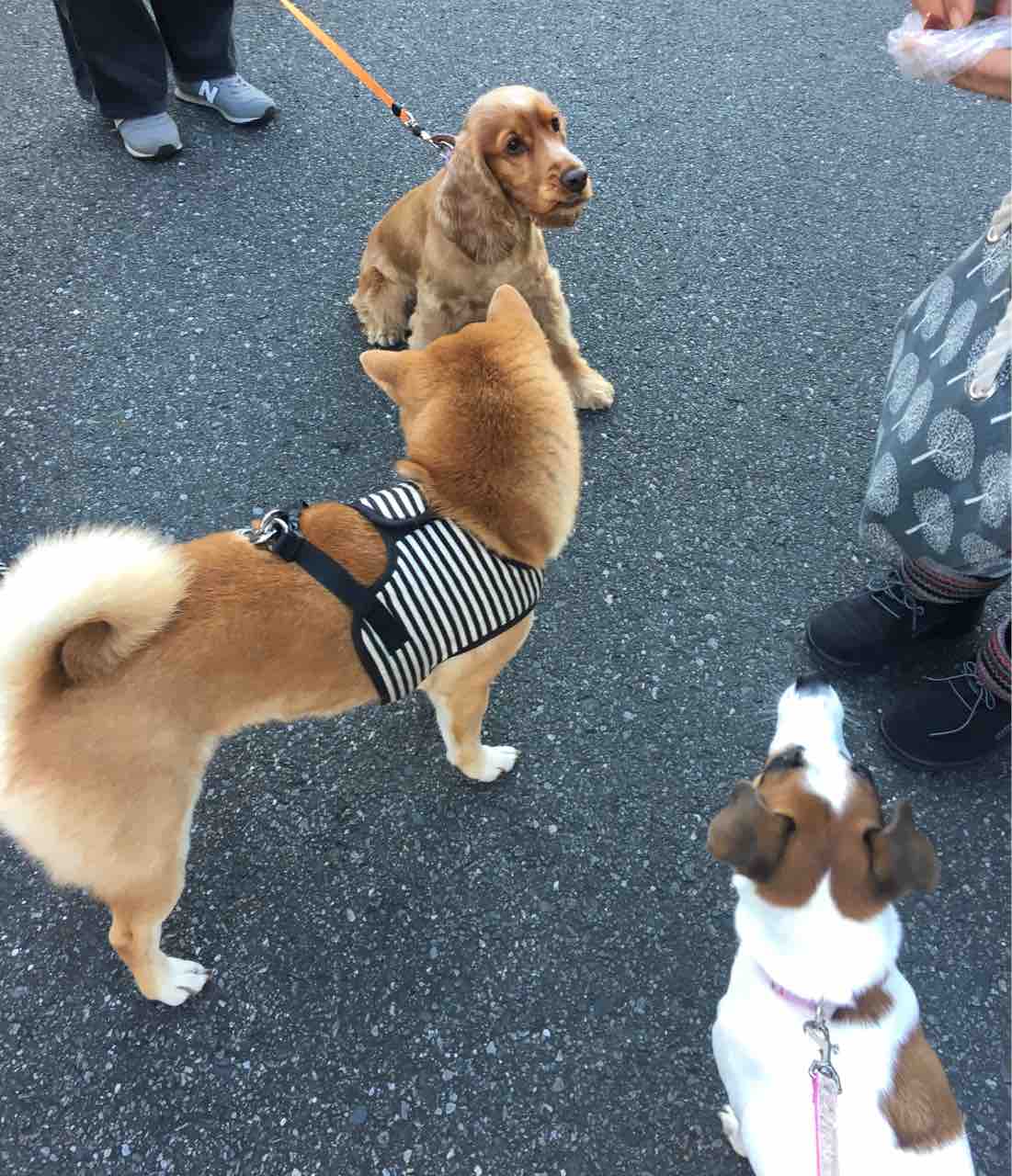 エルモちゃんはビロードの輝き アボちゃんのアボカドブログ