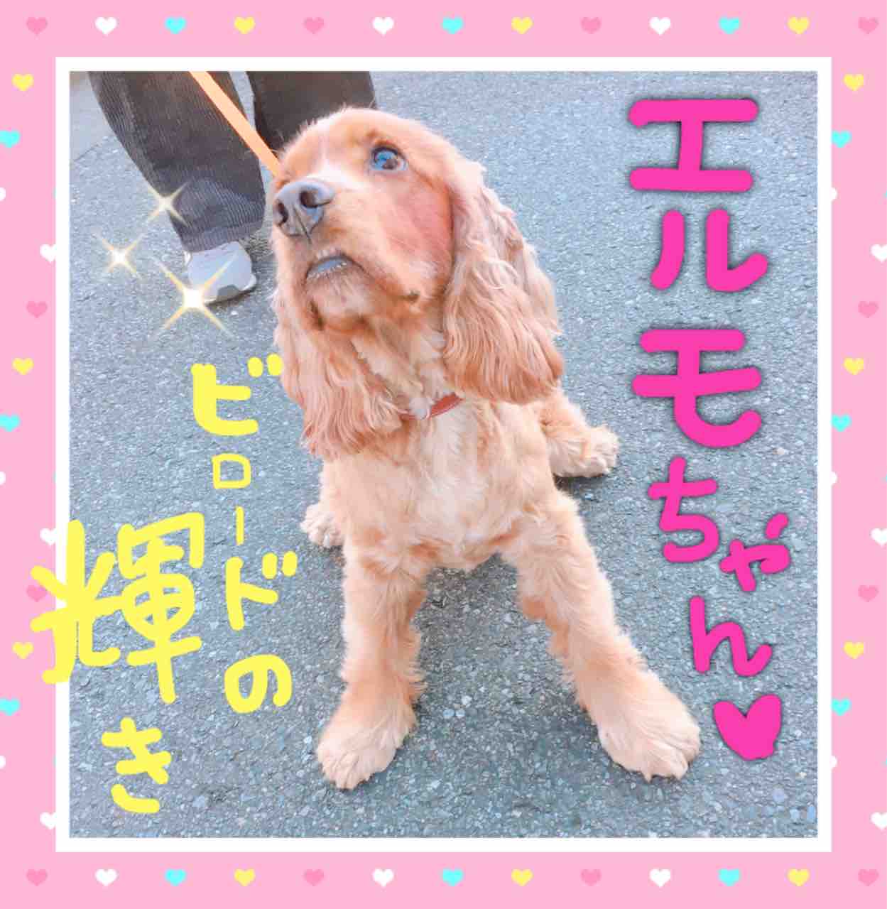 エルモちゃんはビロードの輝き アボちゃんのアボカドブログ