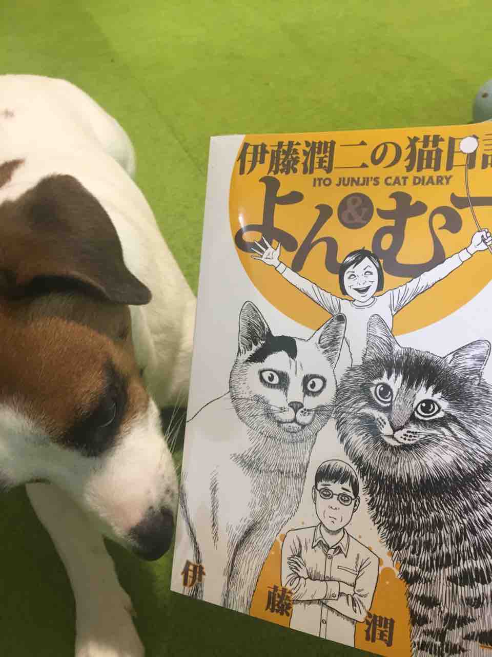 よん むー アボちゃんのアボカドブログ よん むー アボちゃんのアボカドブログ