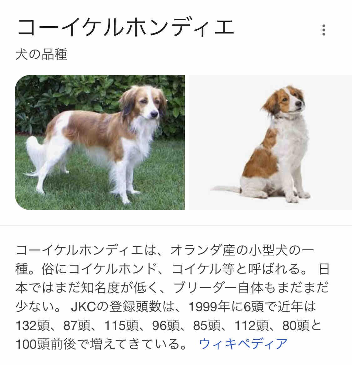 コーイケルホンディエさん アボちゃんのアボカドブログ