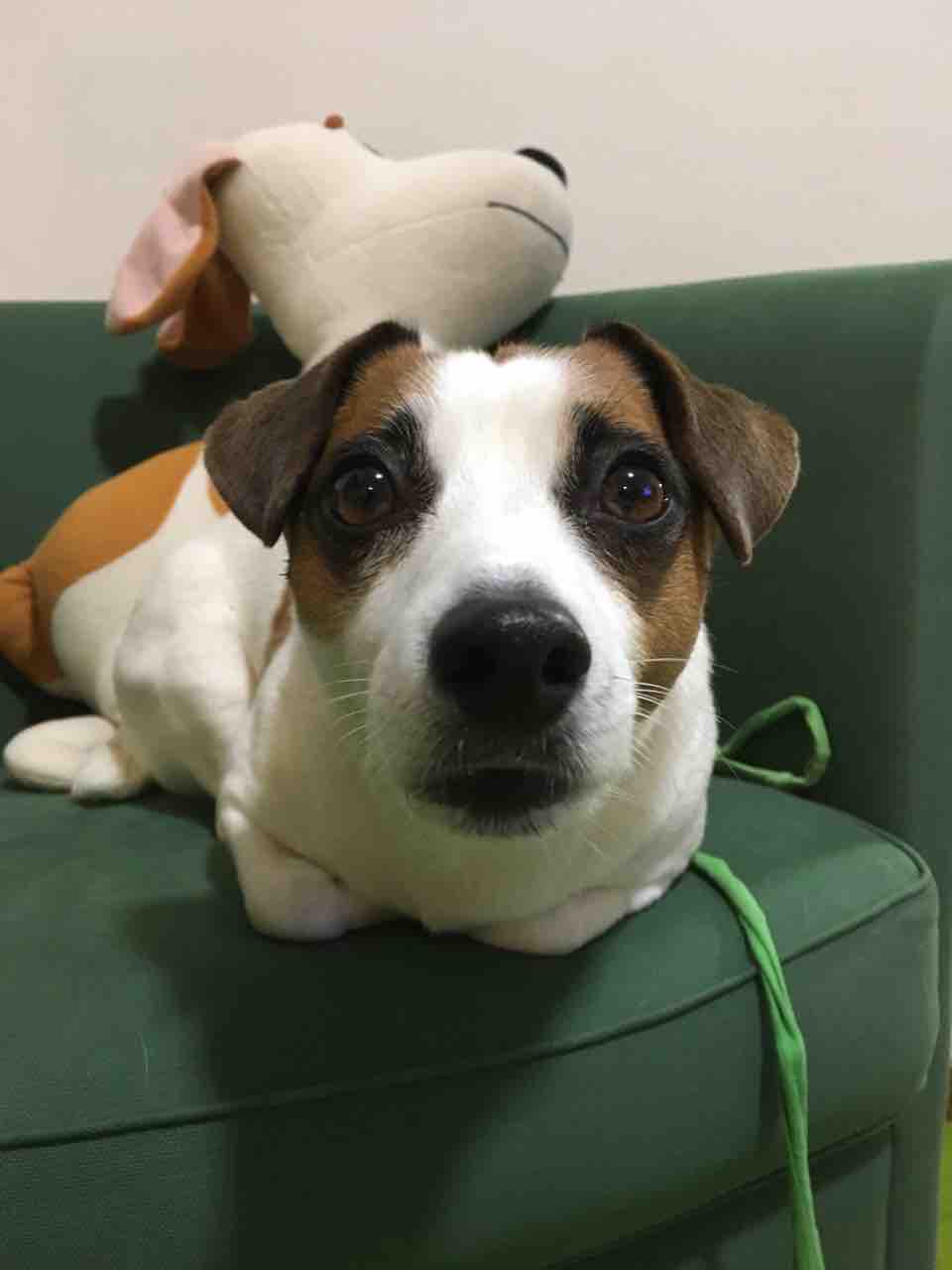 犬だって香箱座りできますからっ アボちゃんのアボカドブログ 犬だって香箱座りできますからっ アボちゃんのアボカドブログ
