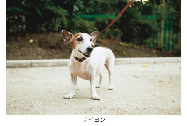 ブイヨンありがとう アボちゃんのアボカドブログ