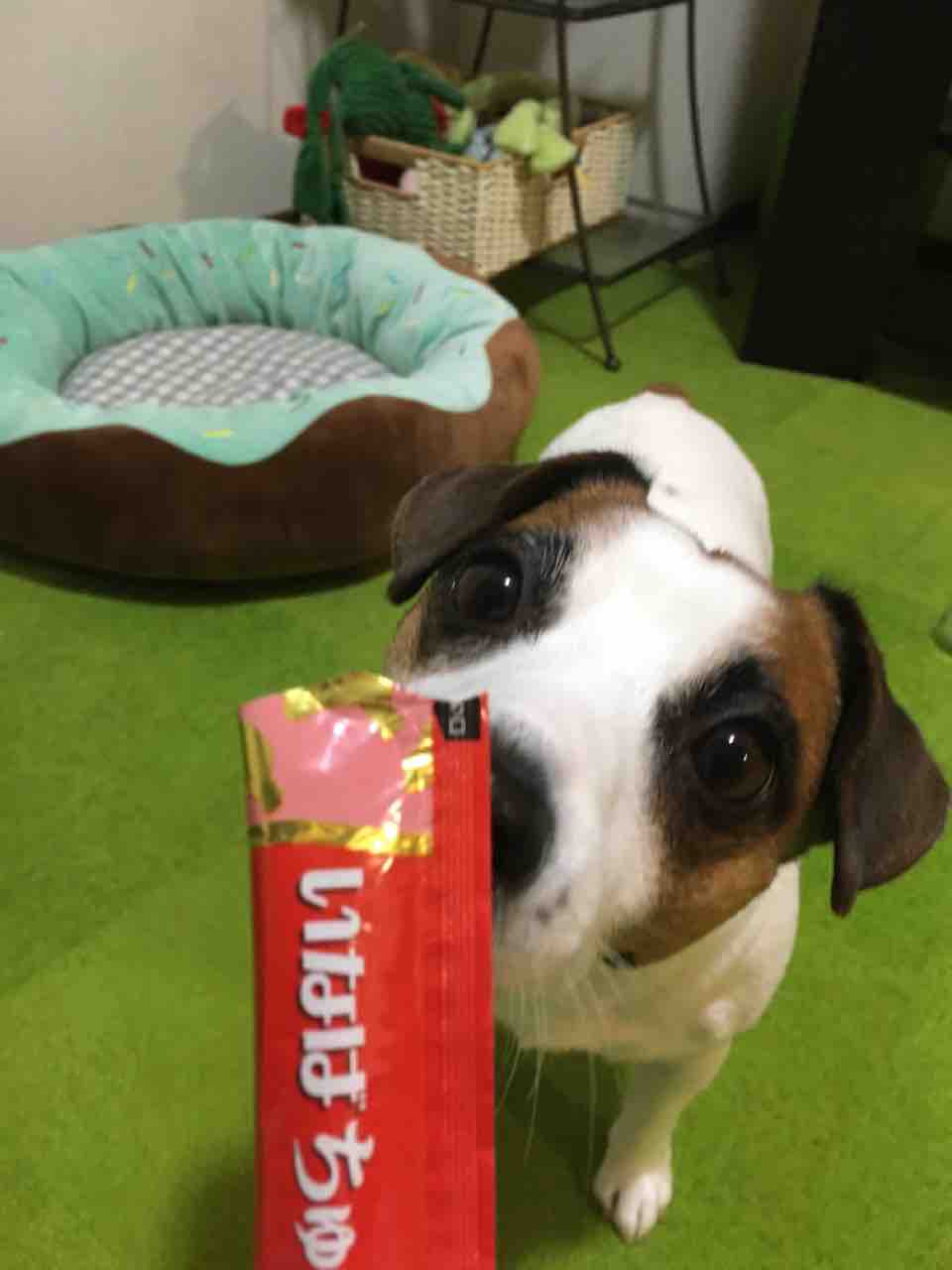 わんちゅーる アボちゃんのアボカドブログ わんちゅーる アボちゃんのアボカドブログ