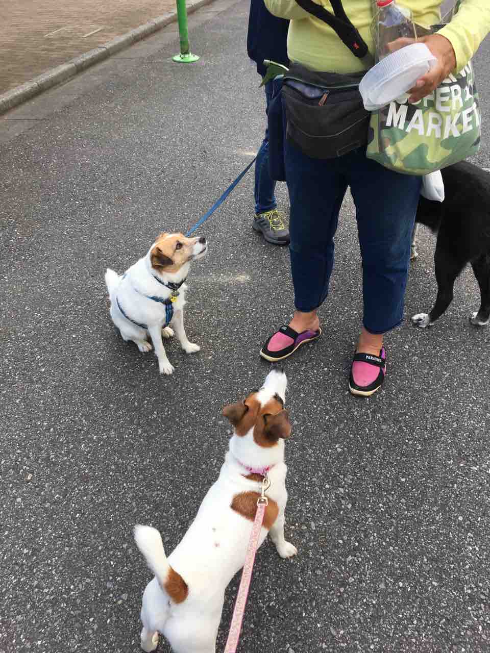 おじさまと犬 おササミの茹で汁編 アボちゃんのアボカドブログ おじさまと犬 おササミの茹で汁編 アボちゃんのアボカドブログ