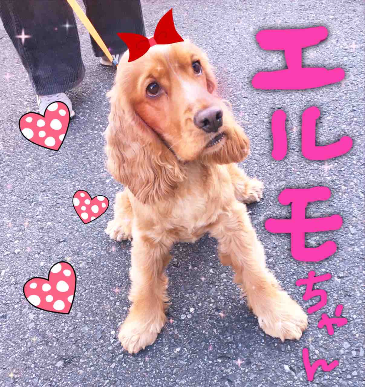 エルモちゃんはビロードの輝き アボちゃんのアボカドブログ