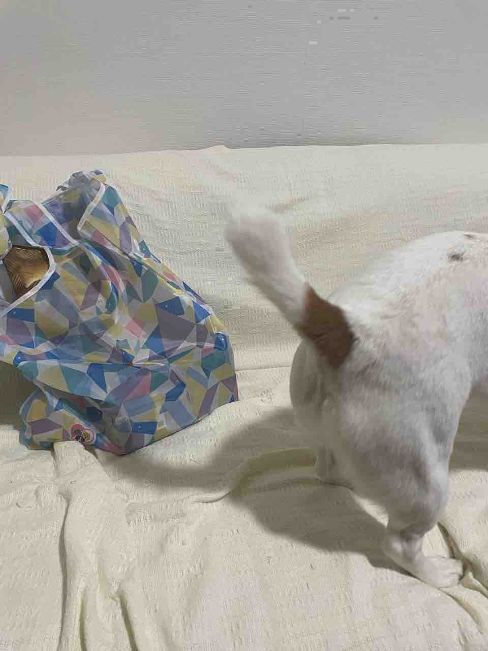 フィラリアノミダニ予防薬ゲットしてきた アボちゃんのアボカドブログ