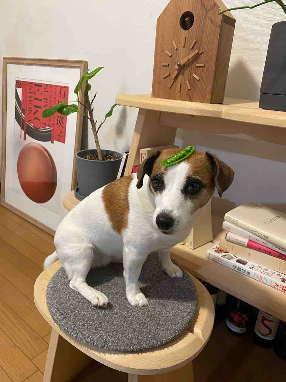 スナップエンドウマンだおー W アボちゃんのアボカドブログ スナップエンドウマンだおー W アボちゃんのアボカドブログ
