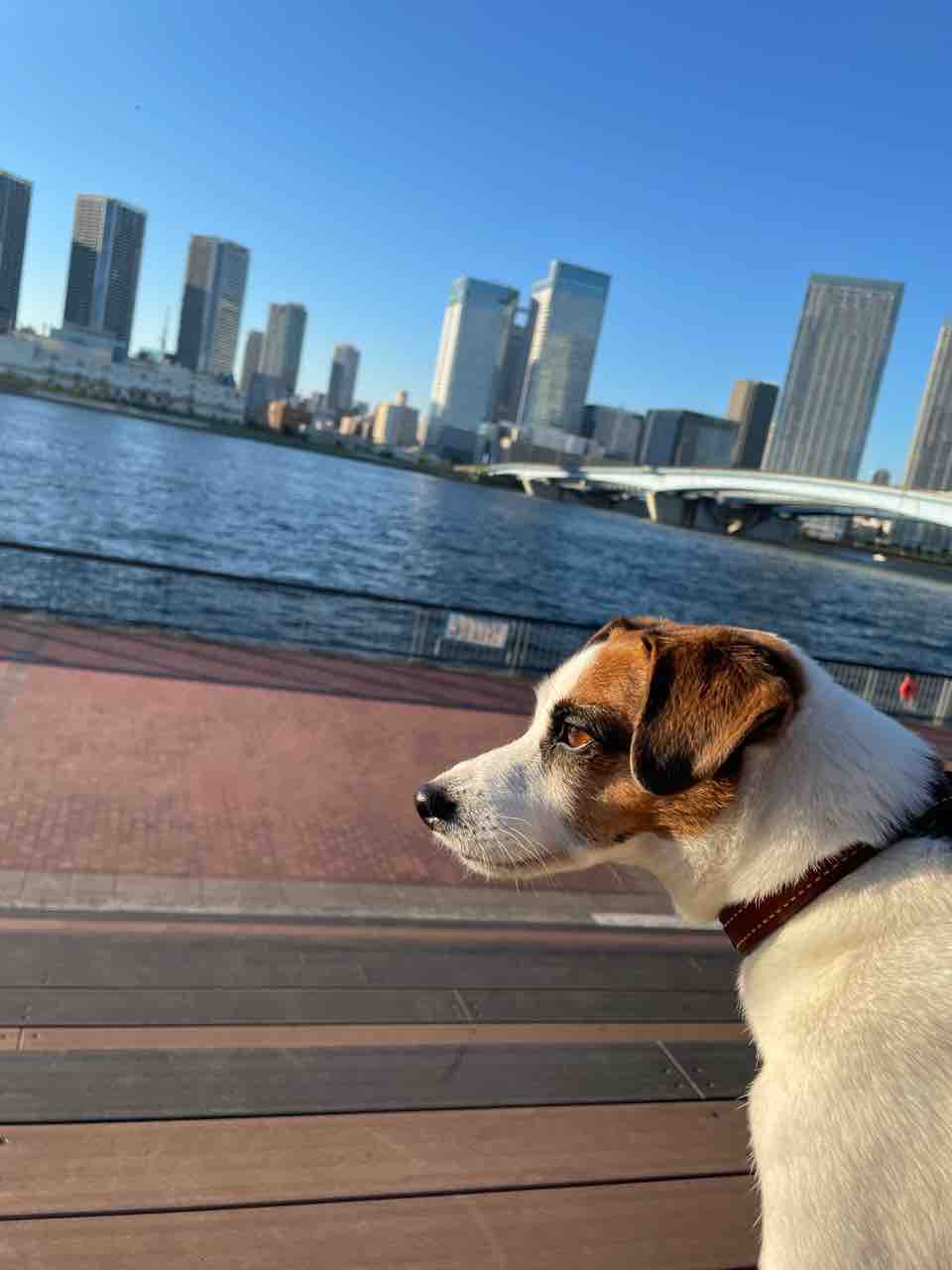 うちの犬がたまにイケメンな件シリーズ アボちゃんのアボカドブログ