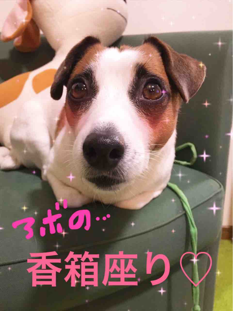 アボさんの香箱座りグラビア Part2 アボちゃんのアボカドブログ アボさんの香箱座りグラビア Part2 アボちゃんのアボカドブログ