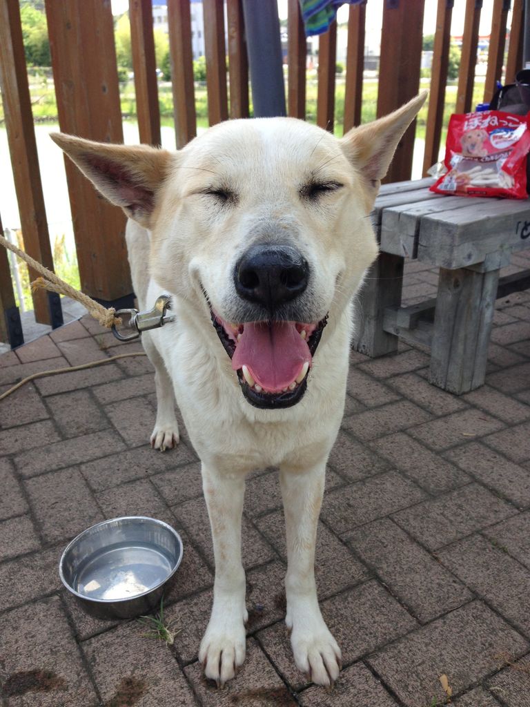 吾輩は犬である 名前はまだ無い アボちゃんのアボカドブログ 吾輩は犬である 名前はまだ無い アボちゃんのアボカドブログ