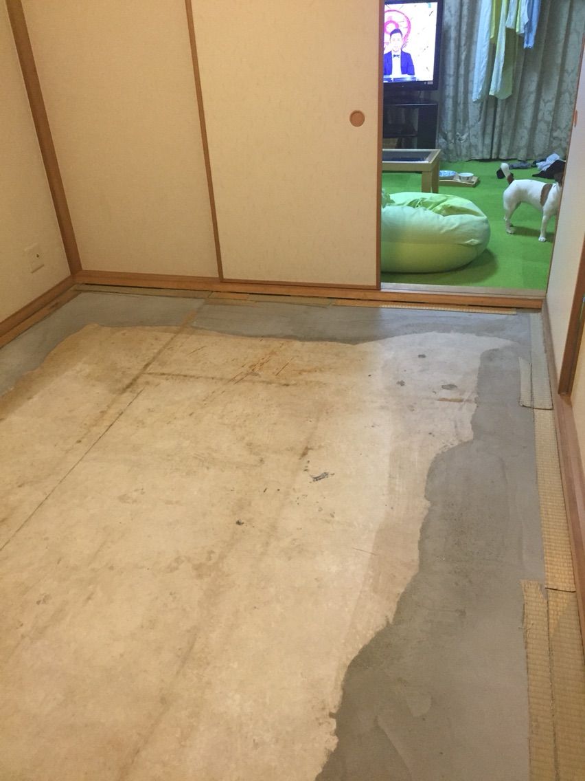 新しい畳が明日入る予定です アボちゃんのアボカドブログ 新しい畳が明日入る予定です アボちゃんのアボカドブログ