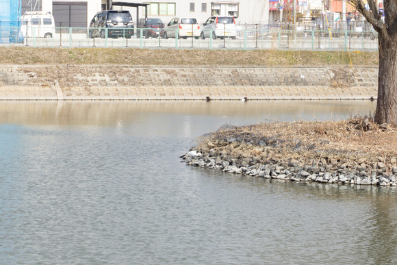 倉治の池 サギ 2024年1月-6-2