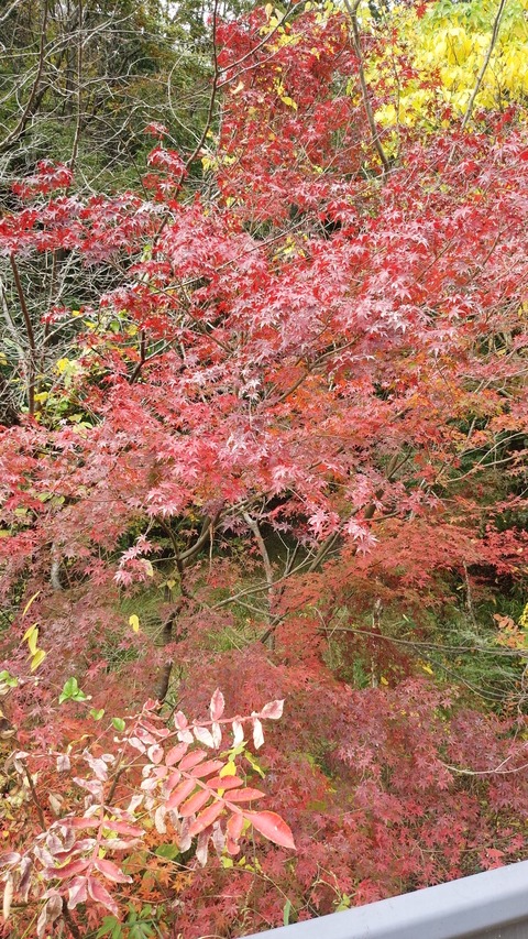 IMG_20151107_124814[1]