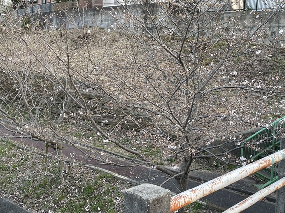 星田の桜が開花