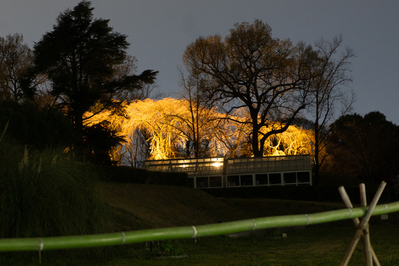 大阪公立大学附属植物園 202403275