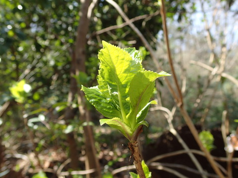 P3230382
