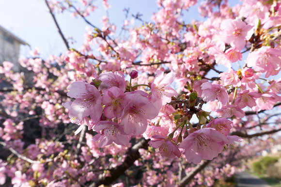 傍示川の河津桜 202402243