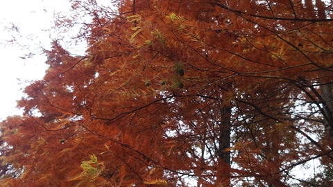 IMG_20151107_123631[1]