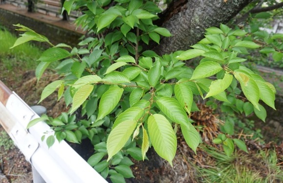 松塚の桜並木-2