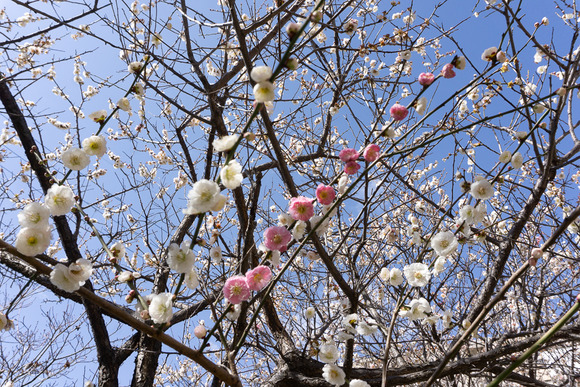 梅が枝団地 梅 202402288