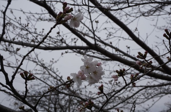 星田 桜の開花 202403313