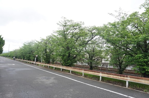 松塚の桜並木-1