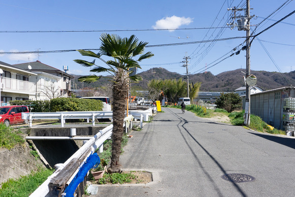 私部8丁目 ヤシの木 202403271