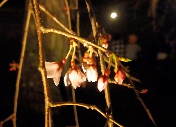 大阪公立大学附属植物園 2024032715