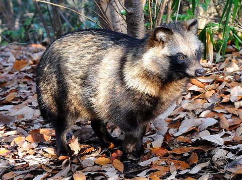 tanuki