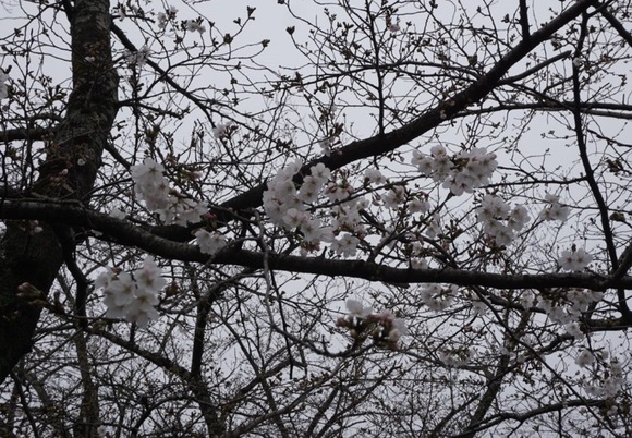 星田 桜の開花 2024033123