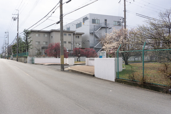 交野女子学院の梅の花 2024年1月-10