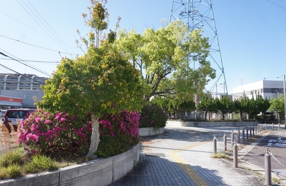 交野市駅前 ツツジ-2