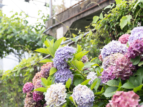 JR紫陽花_2024_06_30_0024