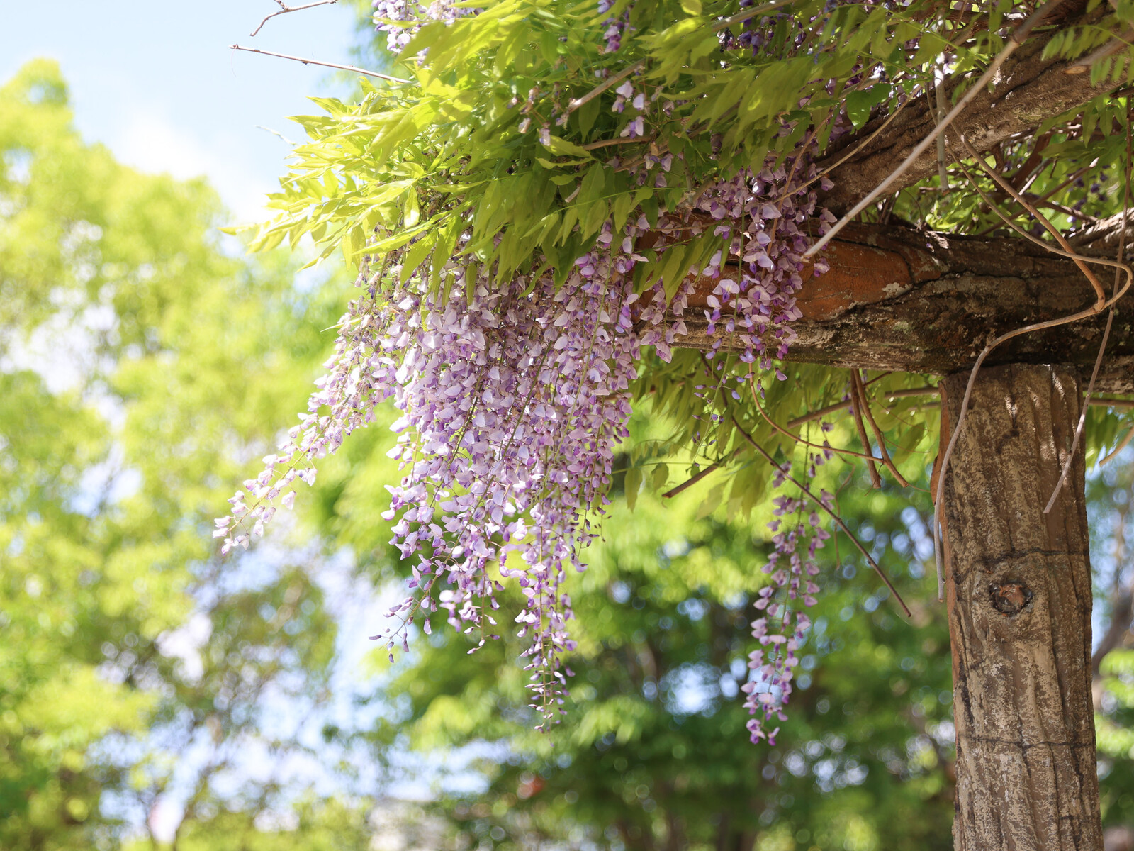 藤の花がとても綺麗で泣きそう・・・ : 健気に育つ植物たち