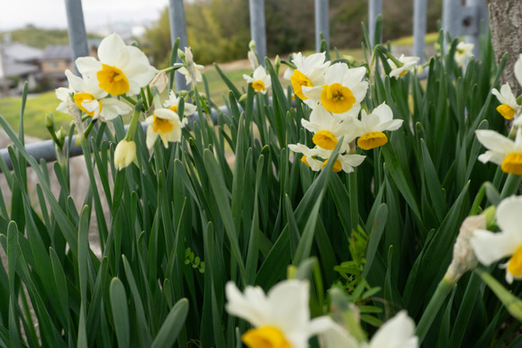 南星台バス停 スイセン 2024年2月-1