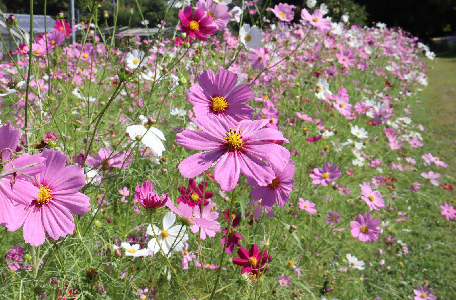 新正　ヒノトリ　コスモス 新政コスモス、陽乃鳥 改良信交】新政コスモス＆陽乃鳥2022を