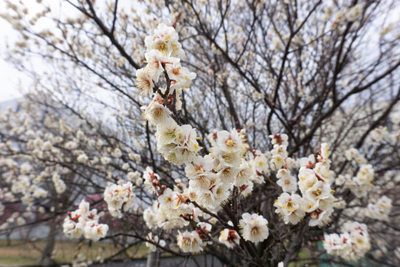 交野女子学院の梅の花 2024年1月-3