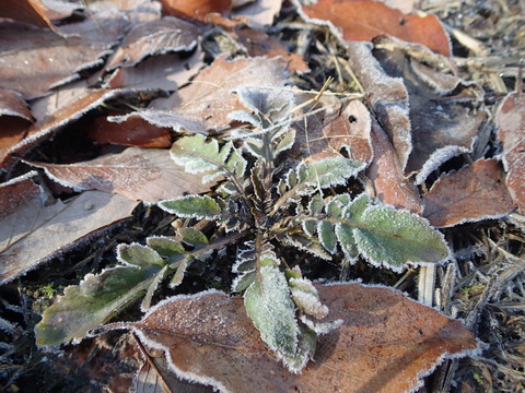 P2180436