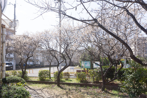 梅が枝団地 梅 2024022810