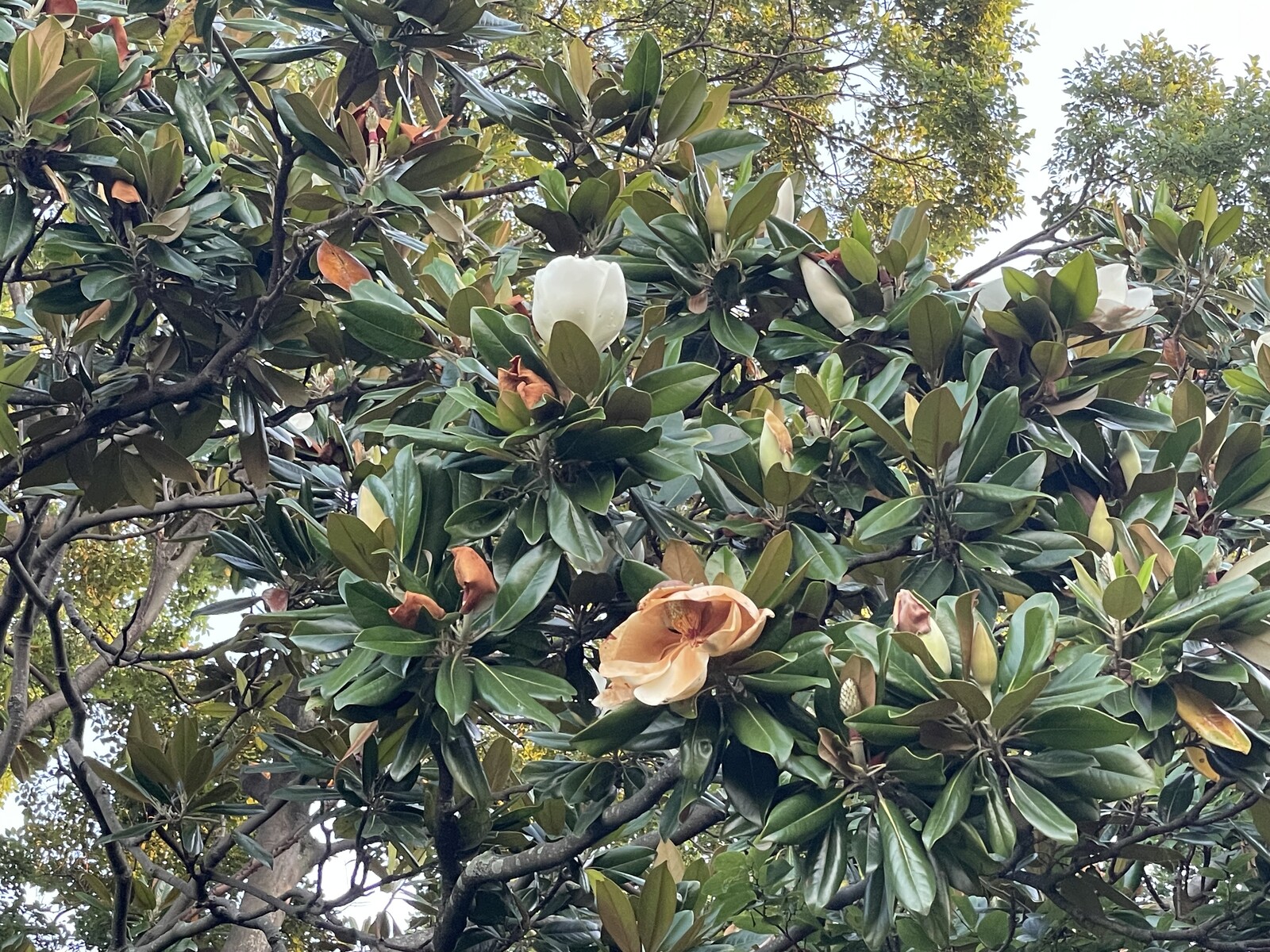 直径30cmはありそう。大きな樹木に大きな白い花が咲いていた