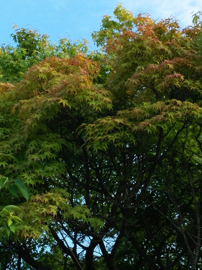 [画像:42e97f62-s.jpg]