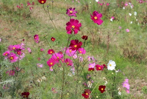 15-10-21-13-06-55-780_deco[1]