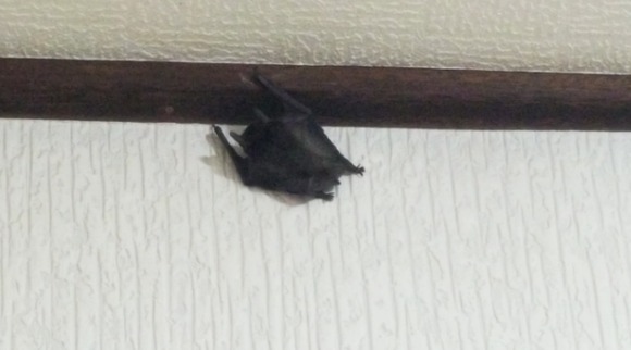 Screenshot_20210529-203627_Video Player