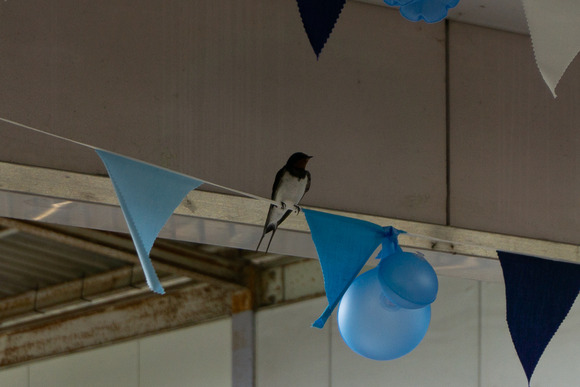 私市駅 燕 20240618-1