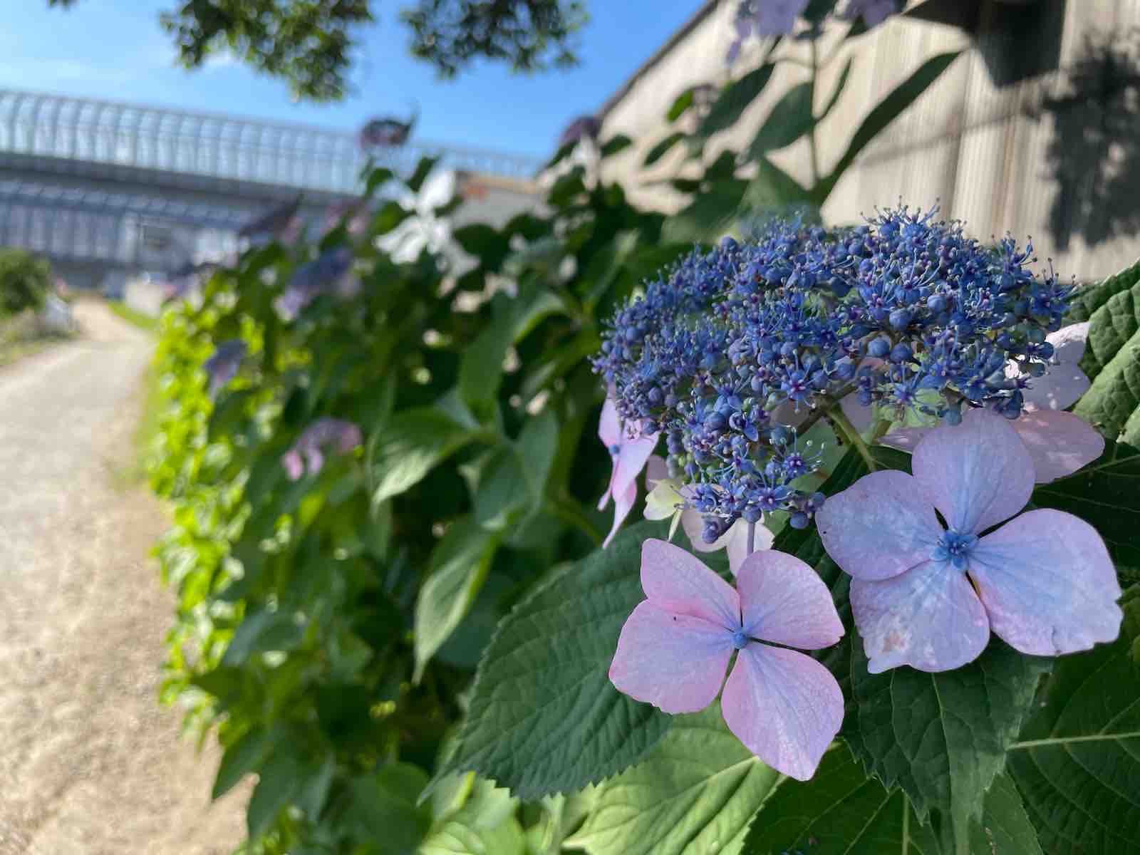 梅雨入りした交野 天の川河川敷にきれいに紫陽花が咲いてきてる 交野タイムズ