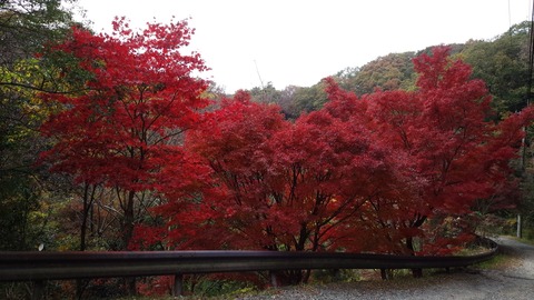 IMG_20151107_125615[1]